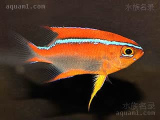 红燕 Neoglyphidodon crossi 克氏新箭齿雀鲷 幼鱼 身体上半部以及鱼鳍呈明亮的橙红色，腹部呈紫红色