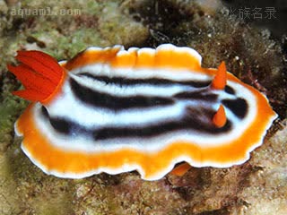 西施海牛 Chromodoris magnifica 华丽多彩海牛[暂]  背面