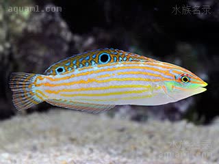 Halichoeres cosmetus 波纹海猪鱼