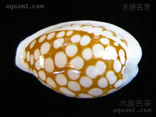 Cribrarula cribraria Cypraea cribraria cribraria /花鹿筛目贝指名亚种[暂]