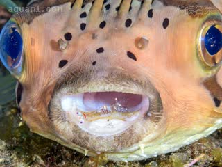 霍氏仙女虾 Ancylomenes holthuisi 霍氏曲腰虾[暂]  正在清洁六斑刺鲀/Diodon holocanthus