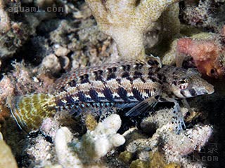 灰火箭鰕虎 Parapercis cylindrica 圆拟鲈  拟态于岩石中