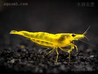 Neocaridina davidi Neocaridina davidi cv.'yellow'  (黄金米虾)