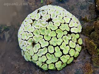  Euphyllia glabrescens 滑真叶珊瑚  潮间带群体，退潮时状态