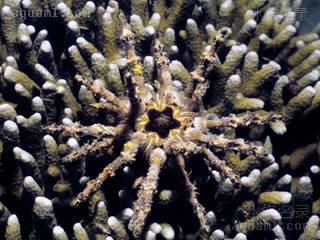  Prionocidaris verticillata 轮刺锯头帕[暂]  鹿角珊瑚丛中个体
