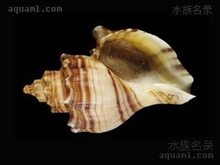 风车螺 Neptunea cumingii 香螺[暂]  螺口