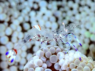 Ancylomenes Ancylomenes holthuisi