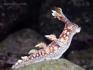 神龙海兔 Bornella stellifera 星纹二列鳃 幼体 幼体的鳃突起较小