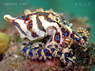 豹纹蛸 - 蓝纹章鱼 Hapalochlaena fasciata
