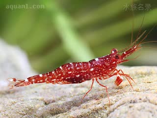 Caridina glaubrechti 葛劳布雷奇氏米虾