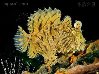 Antennarius hispidus 毛躄鱼