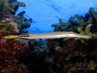 Aulostomidae Aulostomus chinensis