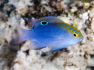 单点雀 Chrysiptera unimaculata 无斑金翅雀鲷 幼鱼(2) 偏蓝个体