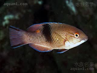 西非金头狐 Bodianus speciosus 黑纹普提鱼 亚成 