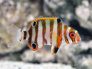 藩王 Choerodon fasciatus 七带猪齿鱼 幼鱼 