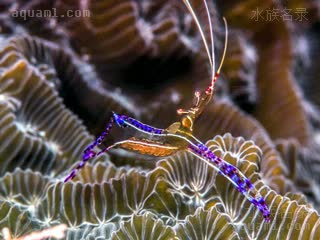  Ancylomenes pedersoni 彼得森曲腰虾[暂]  抱卵状态