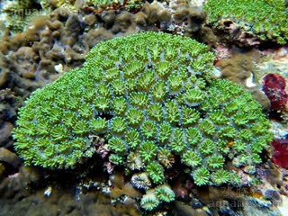 Euphylliidae Galaxea fascicularis