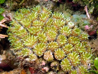菠萝丁 Galaxea fascicularis 丛生盔形珊瑚  偏黄绿群体