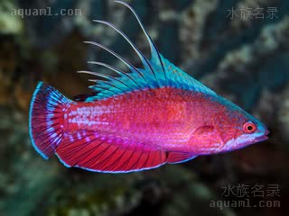 菲律宾火焰雀 Paracheilinus lineopunctatus 线斑副唇鱼 雄鱼 