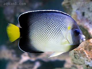 珠仙 Apolemichthys xanthurus 黄褐阿波鱼 成鱼 