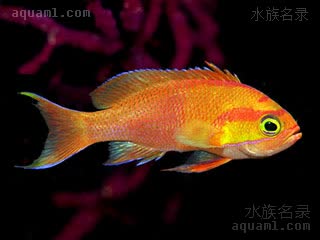 米卡拟花鮨(雌) Pseudanthias mica(F)