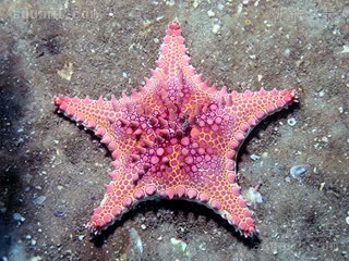 西非星 Goniaster tessellatus 细粒角海星[暂]  墨西哥海滩/Mexico Beach拍摄到的个体