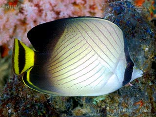 Chaetodon decussatus 横纹蝴蝶鱼