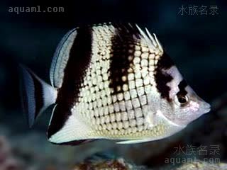 Chaetodon argentatus 银身蝴蝶鱼