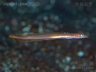龙王鰕虎 Trichonotus elegans 美丽毛背鱼 雌鱼 