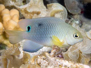 单点雀 Chrysiptera unimaculata 无斑金翅雀鲷 成鱼(2) 
