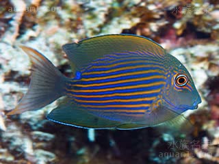 紫线纹吊 Ctenochaetus striatus 栉齿刺尾鱼  其他体色的个体