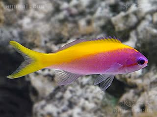 金背宝石 Pseudanthias evansi 黄尾拟花鮨 幼鱼 幼鱼身上斑点较少