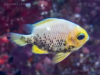 三点白 Dascyllus trimaculatus 三斑宅泥魚  特殊颜色的个体