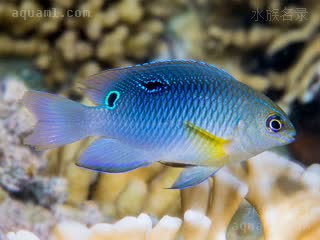 单点雀 Chrysiptera unimaculata 无斑金翅雀鲷 亚成(2) 偏蓝个体亚成