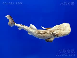  Rhincodon typus 鲸鲨  幼体标本