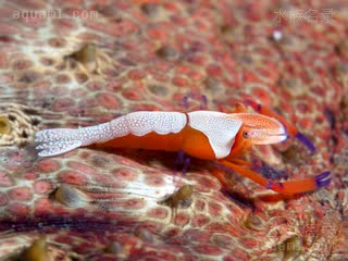 Zenopontonia Zenopontonia rex