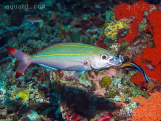 双带梅鲷 Pterocaesio digramma 双带鳞鳍梅鲷  正在接受裂唇鱼/Labroides dimidiatus的清洁服务