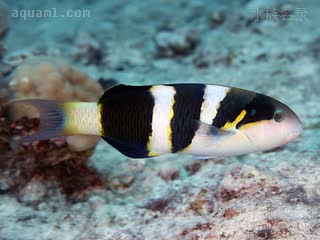 鞍背龙 Thalassoma jansenii 詹氏锦鱼 雄鱼 雄鱼会由2条白带逐渐变为3条