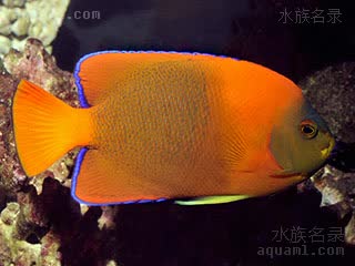 橙仙 Holacanthus clarionensis 塞拉利昂刺蝶鱼 成鱼(1) 