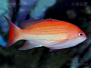 红点海金鱼 Pseudanthias luzonensis 吕宋拟花鮨 雄鱼 