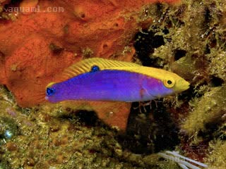 闪电龙 Halichoeres cyanocephalus 蓝首海猪鱼 幼鱼(1) 体色呈蓝紫色，背鳍中部有以及尾柄上部有黑色斑点