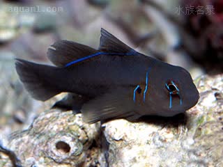 柠檬蟋蟀 Gobiodon citrinus 橙色叶鰕虎  黑化个体