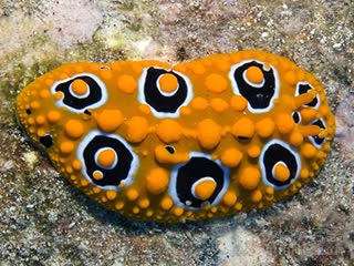  Phyllidia ocellata 媚眼叶海牛[暂]  球状疣突个体