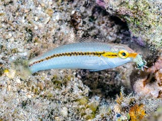  Halichoeres scapularis 侧带海猪鱼 幼鱼 