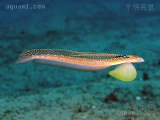 龙王鰕虎 Trichonotus elegans 美丽毛背鱼  腹鳍展开状态(雄)