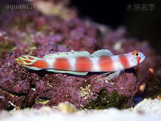Amblyeleotris aurora 红带钝塘鳢