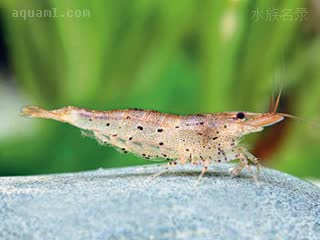  Caridina cantonensis 广东米虾  体色多变，采集自香港新界河口