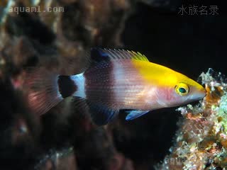 斜带普提鱼(幼体) Bodianus loxozonus(J)