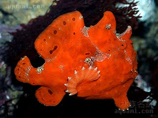 Antennarius pictus Antennarius pictus var.red  (红彩画五脚虎)