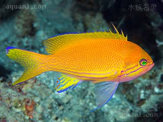 紫印 Pseudanthias pleurotaenia 侧带拟花鮨 雌鱼 体呈黄色，腹部淡紫，鼻子至胸鳍有蓝色细线。